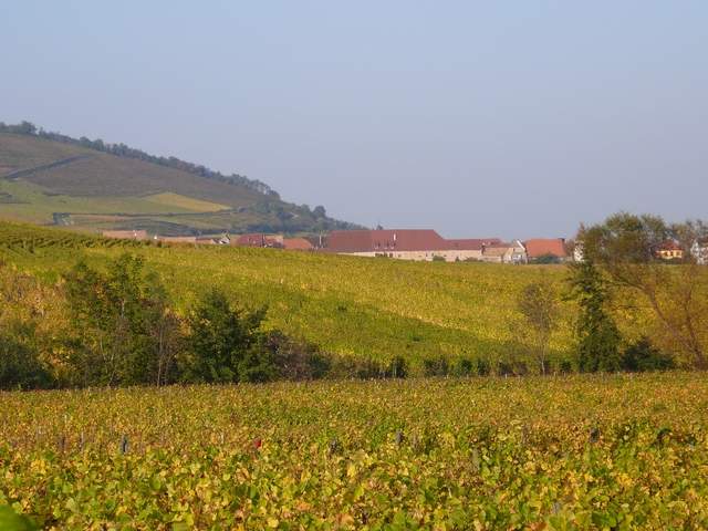 Autumn colours on the fields of grapes near Obernai